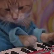 Keyboard Cat Just Be Nice And See