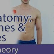 Anatomical Planes Axes Explained