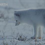 A Winter Wildlife Wonderland BBC Earth