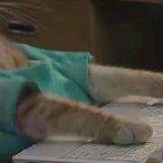 Keyboard Cat Starts Blogging