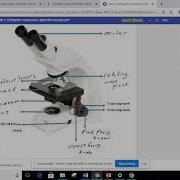 Lab 1 Introduction To The Microscope