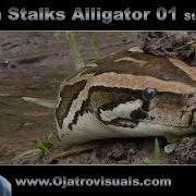 Python Stalks Alligator 01 Stock Footage