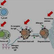 BIOL3530 Hypersensitivity