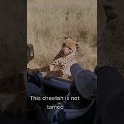 Cheetah Gets Too Close For Comfort Shorts Animals Cheetah Swns