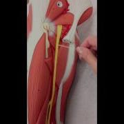 Sacral Plexus Anatomy On Model Plus The Femoral Nerve
