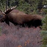 Tough Hunt For Moose In Newfoundland