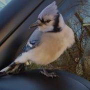 FRIENDLY BIRD