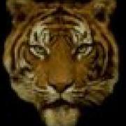 Tiger Morph