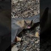 Being Scared By A Rabid Bat