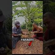 Why Chinese Farmers Are Cutting Papaya Trees And Earn Thousands Of Dollars