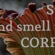Corpse Flower Blooms Raises Stink At Botanical Garden