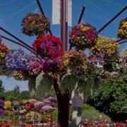 FlowerTrials 2015 Selecta Straelen