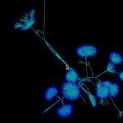 Python Graphviz Vtk Visualization