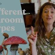 Mushroom Types 101 DoubleBlind