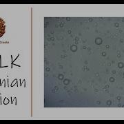 Milk Particles Brownian Motion Microscopy