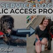 SERVICE DOG PUBLIC ACCESS PROCESS A Guide On How To Public Access Train Your Service Dog