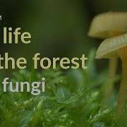 The Life Of The Forest Fungi