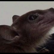 Slow Bat Loop 26