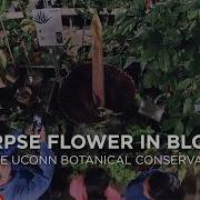 Corpse Flower In Bloom UConn