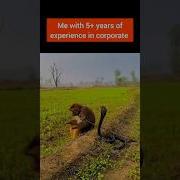 Me With 5 Years Of Experience In Corporate Python Typescript Corporate Linux Golang Code