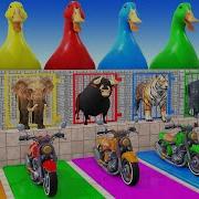 Long Slide Game With Cow Elephant Gorilla Hippopotamus Tiger 3d Animal Game Funny 3d Animals
