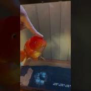 Jumbo Ranchu Goldfish
