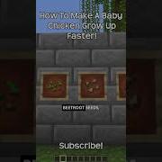 How To Make A Baby Chicken Grow Up Faster In Minecraft