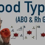 Blood Types ABO And Rh Antigens And Antibodies