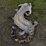 40 Mysterious Animals That Have Rarely Been Seen Part 3