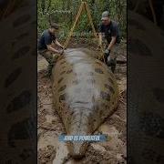 Have You Ever Wondered What The Biggest Snake In The World Looks Like Birdtrend Smartgaudget