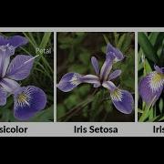 Iris Data Using Machine Learning Part 1