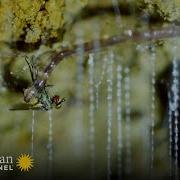 Glow Worms Trap Insects With Bioluminescent Fishing Lines Into The Wild New Zealand Smithsonian