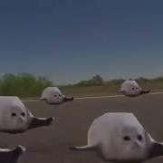 Seals Mp4