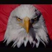 Eagle Sound Effect