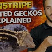 Pinstripe Crested Geckos Explained Morph History