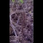 Picking Fiddleheads