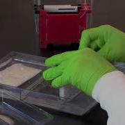 How To Perform A Western Blot