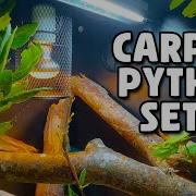 Carpet Python Setup