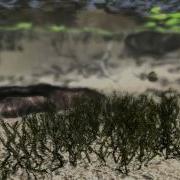 Video Of Fish In Leadwerks Game Engine