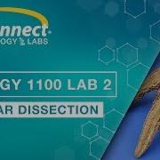 Biology 1100 Lab 2 Sea Star Dissection