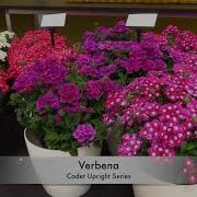 Spring Trials 2018 Ball FloraPlant