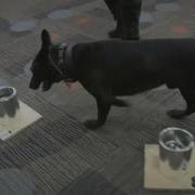 South Florida K 9 Teams Train On Explosive Detection Skills