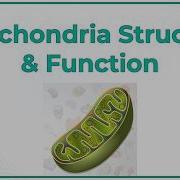 Mitochondria Structure And Function Animation USMLE Step 1 Physiology