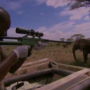Усыпление диких африканских слонов Эта дикая жизнь BBC Earth