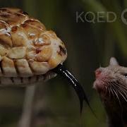 The Twisted Truth About Snake Tongues Deep Look