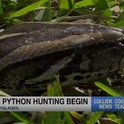 2024 Florida Python Challenge Begins Across Florida Everglades