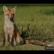 Fox Sound Effect