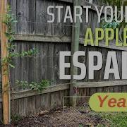 A Beginner S Guide To Starting An Apple Espalier Anyone Can Do It