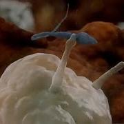 Sperm Attacked By Woman S Immune System Inside The Human Body BBC
