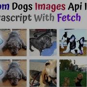 Javascript Random Dog Images API With Fetch Method By NonTechBg Javascript Api Ajax Html